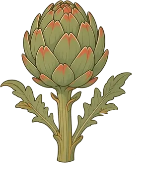 Carciofo
