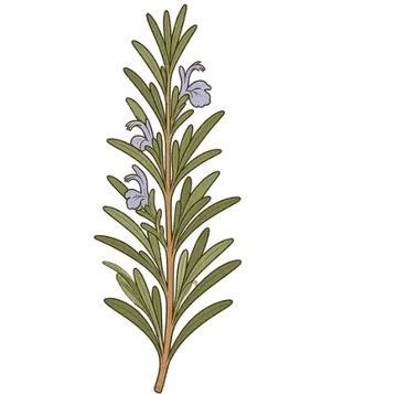 Rosmarino